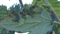 Caterpillars on a Gooseberry Bush UK