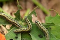 Caterpillars on green leafs