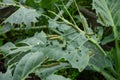caterpillars have planted cabbage leaves in the garden