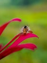 Caterpillars that have poison can be fatal to human skin. insect, animal, macro