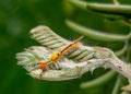 Caterpillars have soft bodies that can grow rapidly between moults