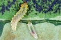 Caterpillars of Horse chestnut leaf miner Cameraria ohridella inside a mine in a chestnut leaf.