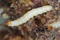 Caterpillars of Indianmeal moth - Plodia interpunctella