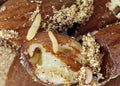Caterpillars of indianmeal moth Plodia interpunctella damaging dried almonds Royalty Free Stock Photo