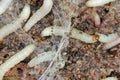 Caterpillars of Indianmeal moth - Plodia interpunctella a pyraloid moth of the family Pyralidae. It is common pest of stored