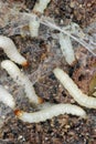 Caterpillars of Indianmeal moth - Plodia interpunctella a pyraloid moth of the family Pyralidae. It is common pest of stored