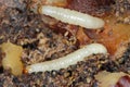 Caterpillars of Indianmeal moth - Plodia interpunctella a pyraloid moth of the family Pyralidae. It is common pest of stored