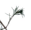 Caterpillars infest on pine branch pests