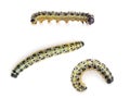 Caterpillars of Large cabbage white butterfly, Pieris brassicae, over white