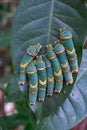 a group of caterpillars clinging to the leaves