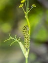 Caterpillars, larval  stage,Lepidoptera Royalty Free Stock Photo