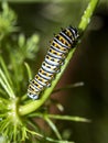 Caterpillars, larval  stage,Lepidoptera Royalty Free Stock Photo