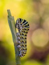 Caterpillars, larval  stage,Lepidoptera Royalty Free Stock Photo