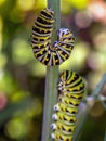 Caterpillars, larval  stage,Lepidoptera Royalty Free Stock Photo