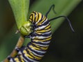 Caterpillars, larval  stage,Lepidoptera Royalty Free Stock Photo