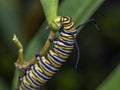 Caterpillars, larval stage,Lepidoptera