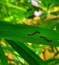 Double Caterpillar in a bamboo leaf Royalty Free Stock Photo