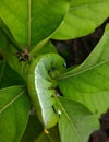 Green Caterpillar is eating leaf Royalty Free Stock Photo