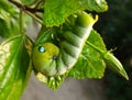 Green Caterpillar is eating leaf Royalty Free Stock Photo