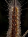 Caterpillars that have poison can be fatal to human skin. insect, animal, macro