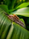 Caterpillars that have poison can be fatal to human skin. insect, animal, macro