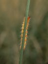 Caterpillars that have poison can be fatal to human skin. insect, animal, macro