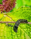 Caterpillar Royalty Free Stock Photo