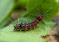 Caterpillars on green leaves