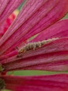 Caterpillars that have poison can be fatal to human skin. insect, animal, macro