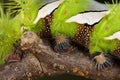 Caterpillars are the larval stage of members of the order Lepidoptera Royalty Free Stock Photo
