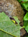Caterpillars are the larval stage of members of the order Lepidoptera Royalty Free Stock Photo