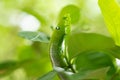 Caterpillars are the larval stage of members of the order Lepidoptera (the insect order comprising butterflies and moths
