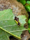 Caterpillars are the larval stage of members of the order Lepidoptera Royalty Free Stock Photo