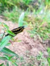 Caterpillars are the larval stage of members of the order Lepidoptera. Like most common names, the use of this term