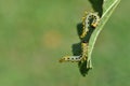 Caterpillars on leaf Royalty Free Stock Photo