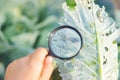 Caterpillars on the leaves of cabbage. Selective focus Royalty Free Stock Photo