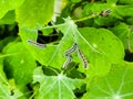 Caterpillars, Lepidoptera, incect photography, green leaf photography Royalty Free Stock Photo