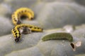 Caterpillars on lettuce Royalty Free Stock Photo