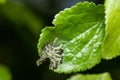 Caterpillars made cocoons on tree. Caterpillars ate all leaves in tree and twined branches of web in cocoon. Caterpillar of Royalty Free Stock Photo