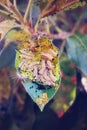 Caterpillars nest dangling on the leaves