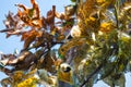 Caterpillars nest dangling on the leaves