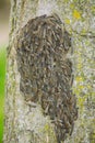 Caterpillars nest on tree.Tree attacked by caterpillars. Caterpillars texture.