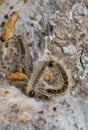 Caterpillars of Oak processionary Royalty Free Stock Photo
