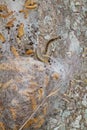 Caterpillars of Oak processionary Royalty Free Stock Photo