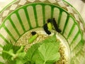 The caterpillars of Peacock butterflies Inachis io