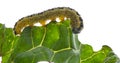 Caterpillars of the Pieris brassicae Large White Butterfly, cabbage butterfly, cabbage white, cabbage moth