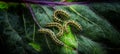 Caterpillars of the Pieris brassicae (Large White Butterfly, cabbage butterfly, cabbage white, cabbage moth) Royalty Free Stock Photo