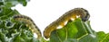 Caterpillars of the Pieris brassicae Large White Butterfly, cabbage butterfly, cabbage white, cabbage moth Royalty Free Stock Photo