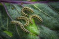 Caterpillars of the Pieris brassicae Large White Butterfly, cabbage butterfly, cabbage white, cabbage moth Royalty Free Stock Photo