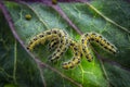 Caterpillars of the Pieris brassicae Large White Butterfly, cabbage butterfly, cabbage white, cabbage moth Royalty Free Stock Photo